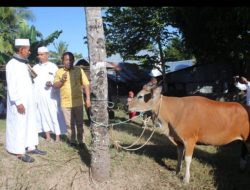 Hari Raya Idul Adha 1445 H Pemkab Kupang Serahkan Bantuan Hewan Kurban Di Masjid NurulJihad Tesbatan